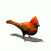 Burung20anmsi 1